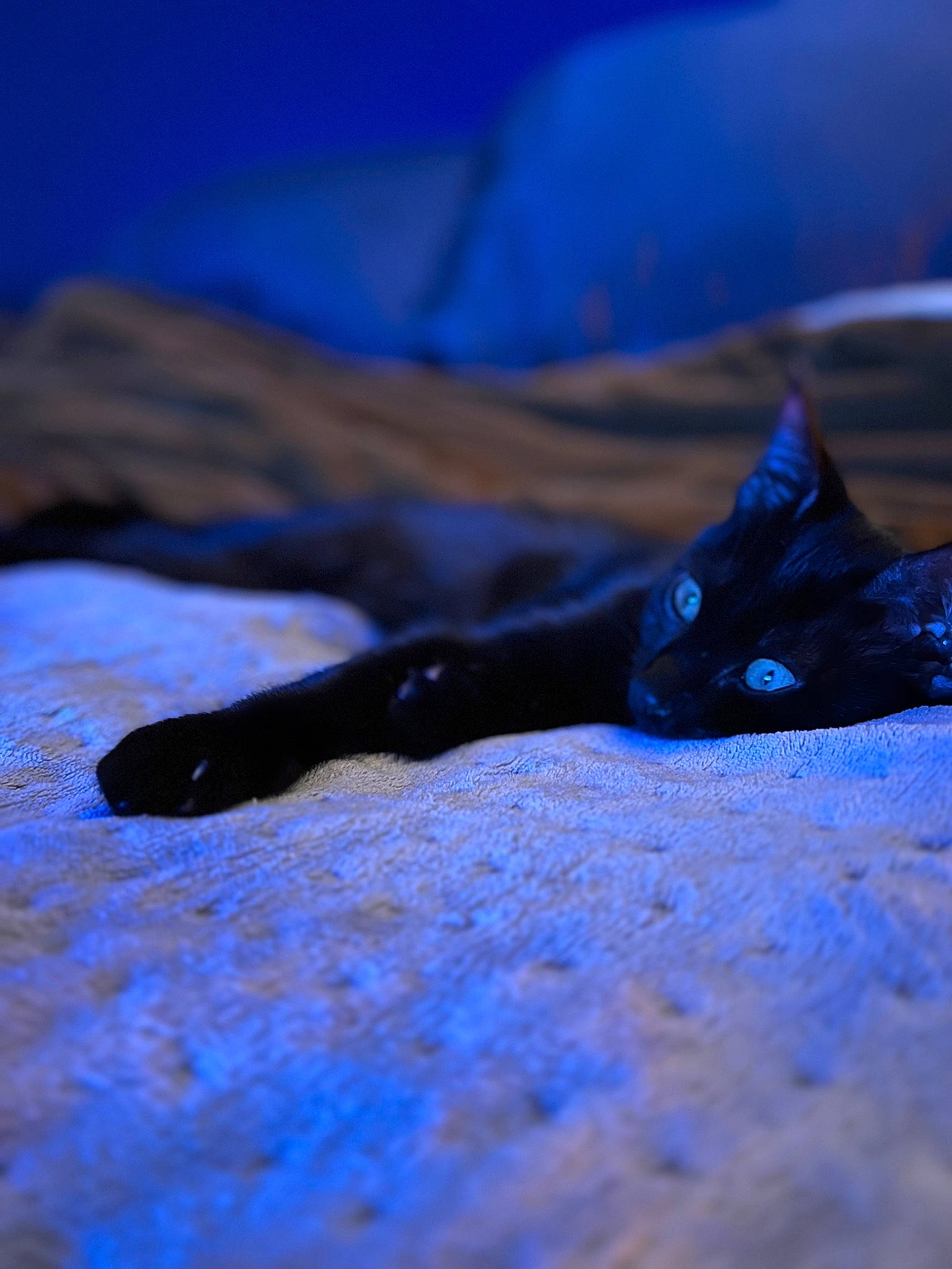 Vader Bear joined the competition — help win amazing prizes! black_cat, blue, carnivore, cat, domestic_short_haired_cat, electric_blue, felidae, foot, fur, human_body, macro_photography, purple, sand, sky, small_to_medium_sized_cats, terrestrial_animal, tree, water, whiskers, wood