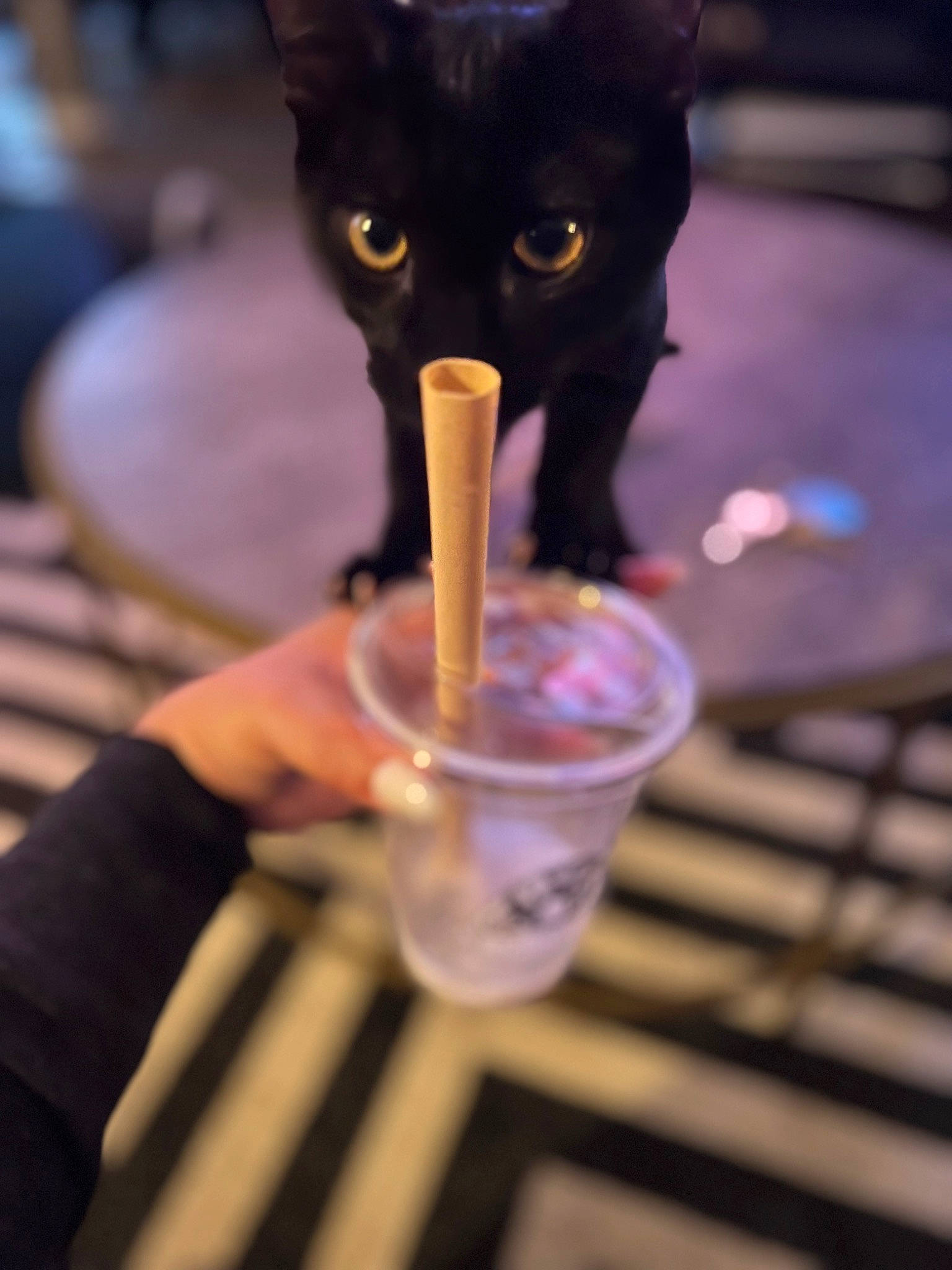 Vader Bear joined the competition — help win amazing prizes! alcohol, alcoholic_beverage, bombay, carnivore, cat, distilled_beverage, drink, drinking, drinking_straw, drinkware, felidae, finger, fun, glass, hand, nail, purple, small_to_medium_sized_cats, tableware, whiskers