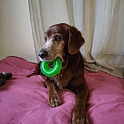Jazz participe au concours pour gagner de l'argent avec cette photo : animal, blanket, brown_dog, companion, curtains, dog, domestic, ears, furniture, green_toy, indoor, laying_down, looking_away, muzzle, paws, pet, pink_blanket, relaxed, resting, toy