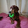 animal, blanket, brown_dog, companion, curtains, dog, domestic, ears, furniture, green_toy, indoor, laying_down, looking_away, muzzle, paws, pet, pink_blanket, relaxed, resting, toy