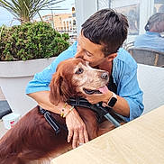 Jazz a rejoint le concours — aidez-le/la à gagner de superbes lots ! affection, blue_shirt, bracelet, cafe, daylight, dog, golden_retriever, happy, hugging, leash, outdoor, pavement, person, pet, plant, reflection, short_hair, smiling_dog, table, watch