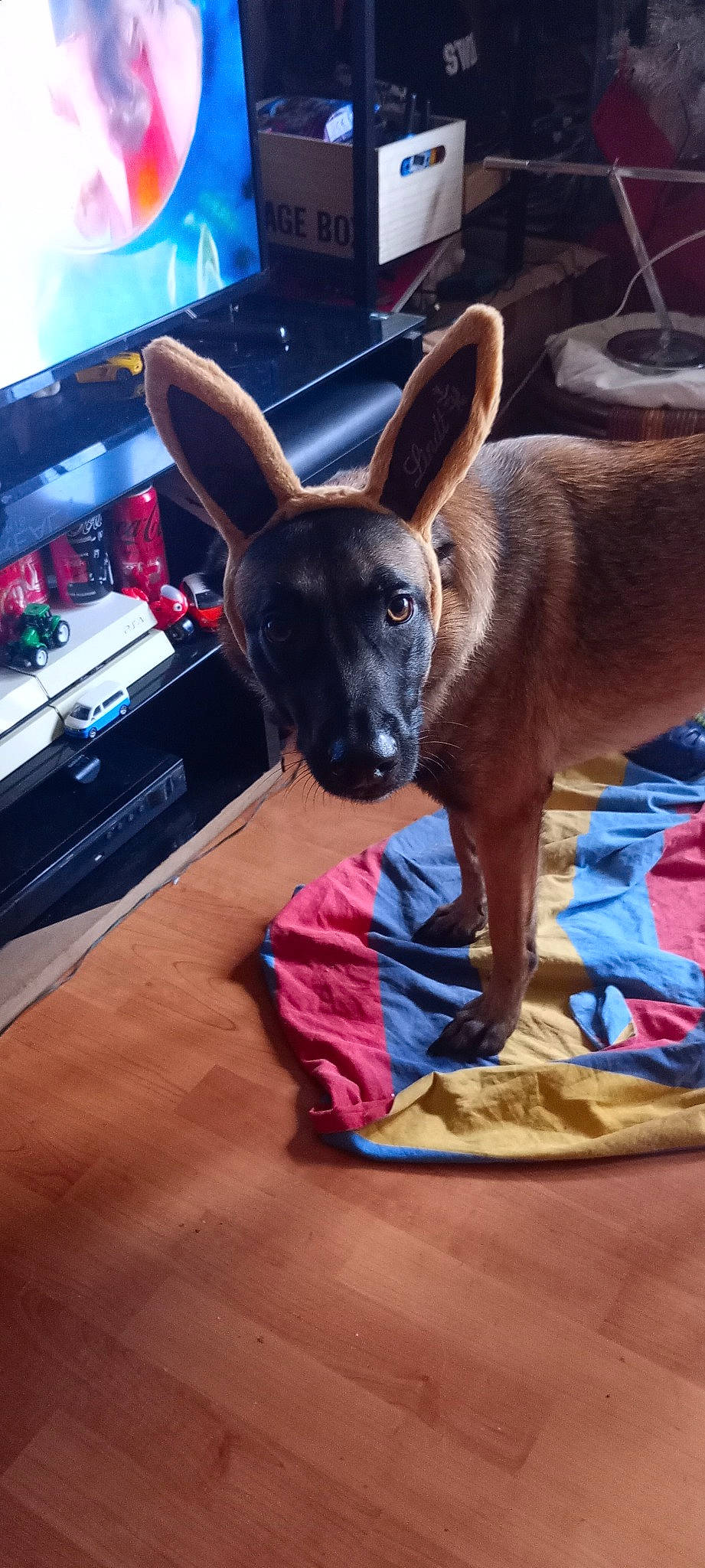 Sheyenne a rejoint le concours — aidez-le/la à gagner de superbes lots ! canidae, carnivore, comfort, companion_dog, computer_keyboard, dog, dog_breed, dog_supply, ear, fawn, flooring, fur, home_appliance, led_backlit_lcd_display, snout, sporting_group, toy_dog, whiskers, wood, working_animal