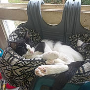Mimi participe au concours pour gagner de l'argent avec cette photo : cat, black_and_white, sleeping, chair, blanket, window, indoor, pet, cozy, paws, fur, resting, household, natural_light, furniture, relaxing, domestic, cute, animal, peaceful