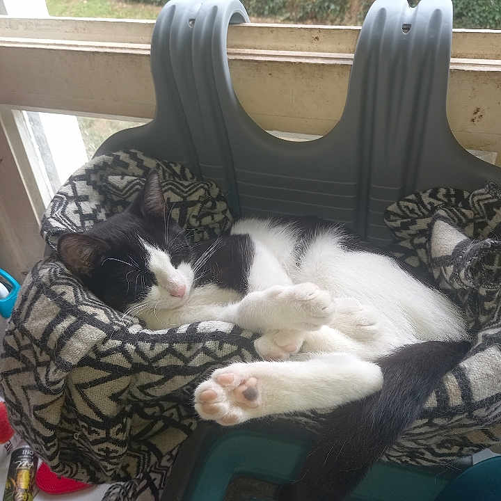 Mimi participe au concours pour gagner de l'argent avec cette photo : animal, black_and_white, blanket, cat, chair, cozy, cute, domestic, fur, furniture, household, indoor, natural_light, paws, peaceful, pet, relaxing, resting, sleeping, window