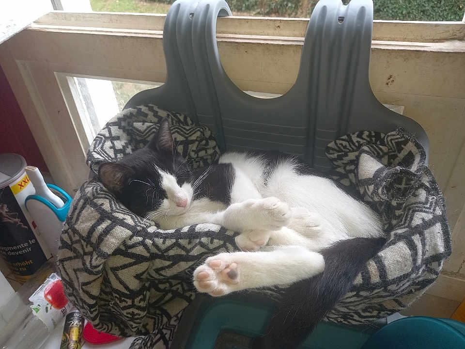 Mimi participe au concours pour gagner de l'argent avec cette photo : cat, black_and_white, sleeping, chair, blanket, window, indoor, pet, cozy, paws, fur, resting, household, natural_light, furniture, relaxing, domestic, cute, animal, peaceful