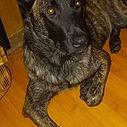 Yami participe au concours pour gagner de l'argent avec cette photo : animal, brindle_coat, canine, closeup, companion, console, dog, domestic, flash, floor, furniture, glowing_eyes, indoor, large_ears, looking_up, lying_down, paw, pet, relaxed, wooden_floor