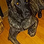 animal, brindle_coat, canine, closeup, companion, console, dog, domestic, flash, floor, furniture, glowing_eyes, indoor, large_ears, looking_up, lying_down, paw, pet, relaxed, wooden_floor
