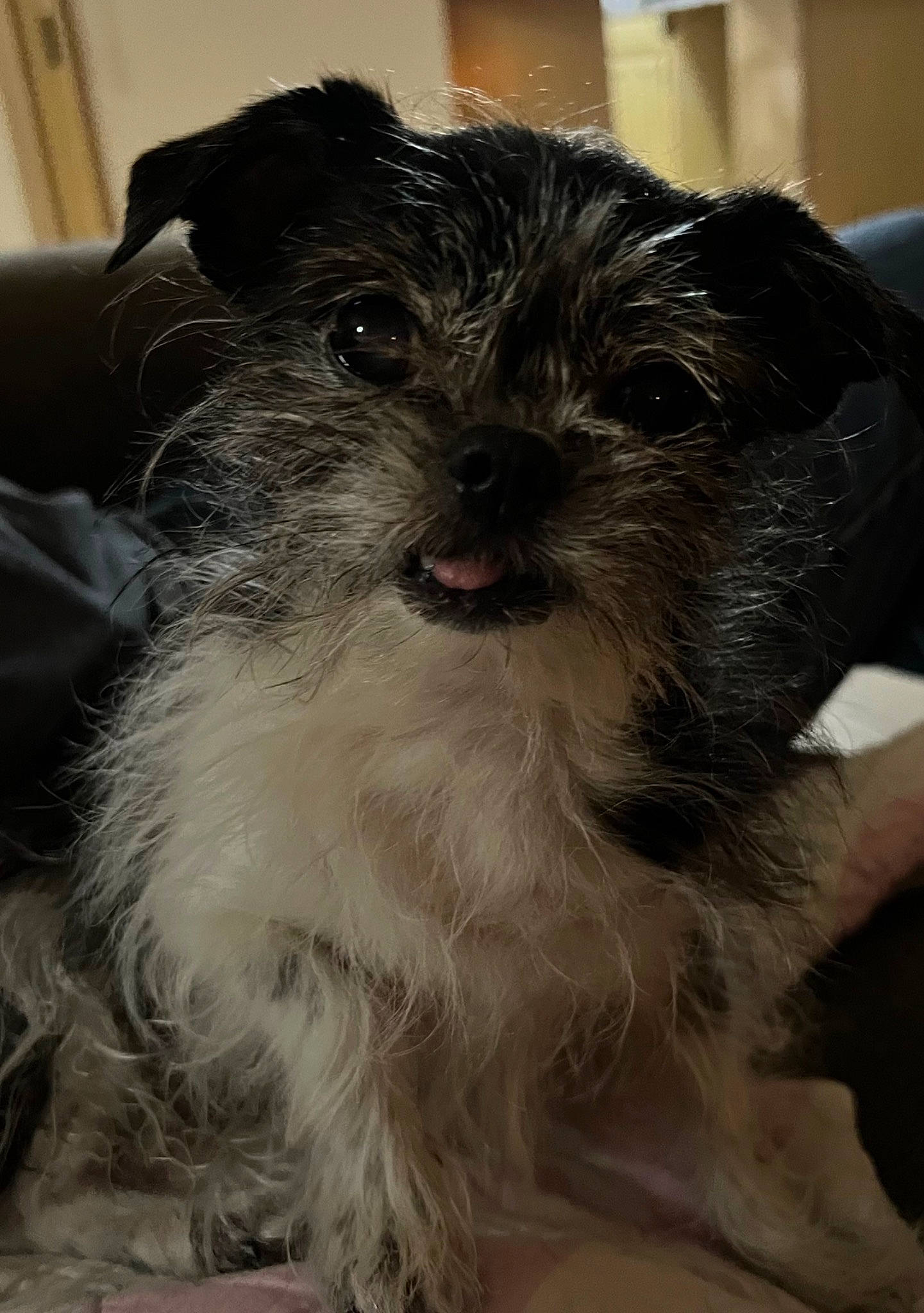 Belladonna is registered to the contest to win money with this photo: biewer_terrier, canidae, carnivore, companion_dog, dog, dog_breed, fur, maltepoo, non_sporting_group, shih_poo, small_terrier, snout, sporting_group, terrestrial_animal, terrier, toy_dog, whiskers, working_animal