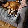 Havanna participe au concours pour gagner de l'argent avec cette photo : dog, sleeping, brown_dog, pet, animal, armchair, blanket, cushion, plush_toys, toy, home, indoors, cozy, relaxed, lying_down, portrait, floor, tile_floor, furniture, cute