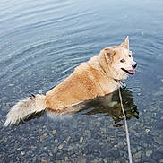Saudih joined the competition — help win amazing prizes! dog, water, lake, pebbles, leash, happy, smiling, outdoor, nature, animal, pet, fur, shallow_water, canine, collar, playful, summer, reflection, tongue_out, relaxing