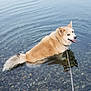 dog, water, lake, pebbles, leash, happy, smiling, outdoor, nature, animal, pet, fur, shallow_water, canine, collar, playful, summer, reflection, tongue_out, relaxing