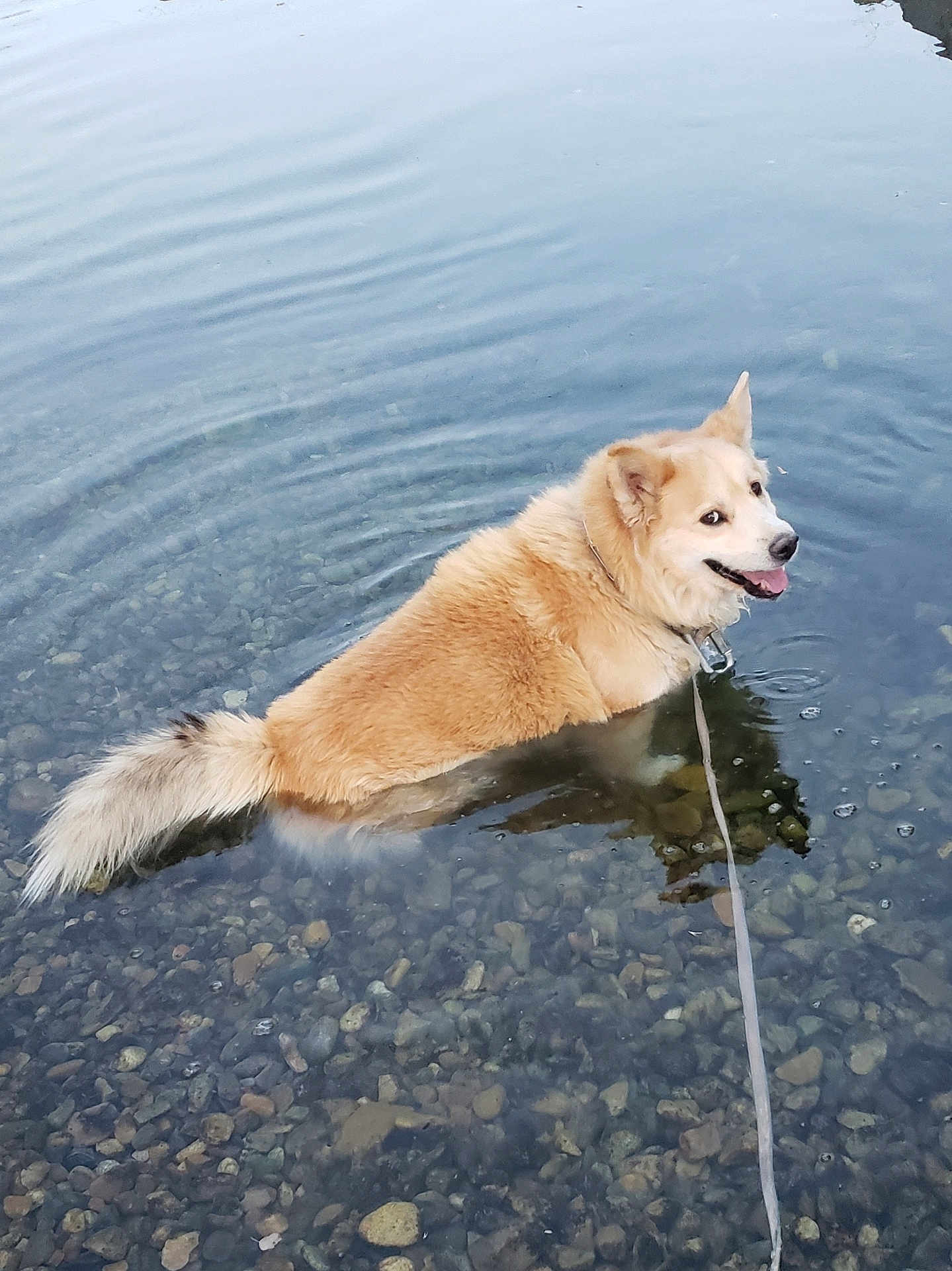 Saudih joined the competition — help win amazing prizes! dog, water, lake, pebbles, leash, happy, smiling, outdoor, nature, animal, pet, fur, shallow_water, canine, collar, playful, summer, reflection, tongue_out, relaxing