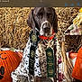 dog, ribbons, pumpkin, hay, scarecrow, autumn, fall, orange, black, white, spotted_dog, obedience_ribbons, collar, celebration, award, training, festive, background, decoration, animal