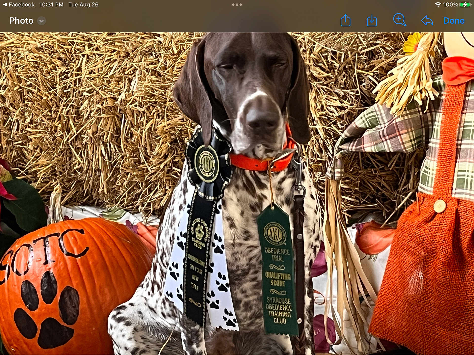 Dani joined the competition — help win amazing prizes! dog, ribbons, pumpkin, hay, scarecrow, autumn, fall, orange, black, white, spotted_dog, obedience_ribbons, collar, celebration, award, training, festive, background, decoration, animal