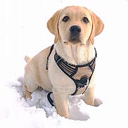 Aïko is registered to the contest to win money with this photo: dog, labrador, puppy, snow, snowy, winter, outdoor, harness, pet, canine, animal, cute, young, sitting, nature, cold, fur, ears, eyes, portrait