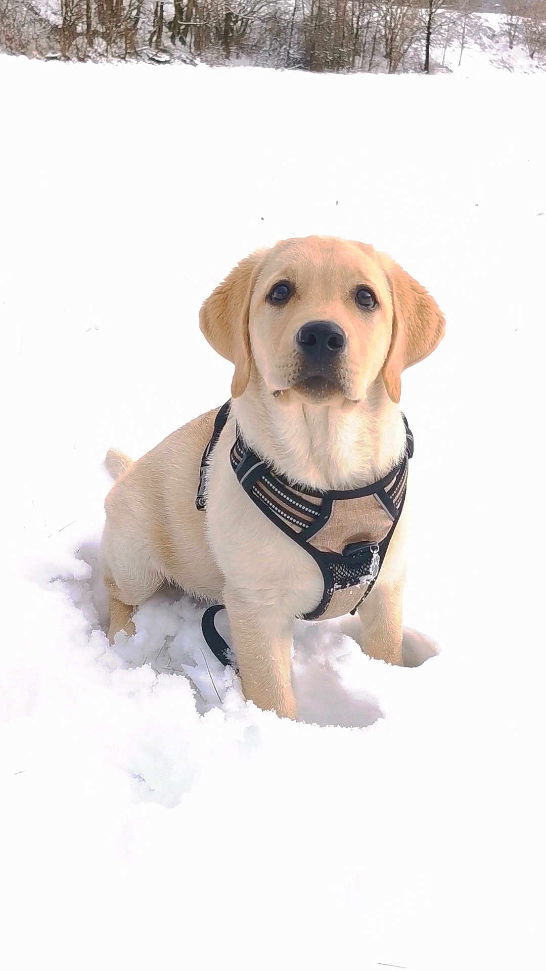 Aïko participe au concours pour gagner de l'argent avec cette photo : dog, labrador, puppy, snow, snowy, winter, outdoor, harness, pet, canine, animal, cute, young, sitting, nature, cold, fur, ears, eyes, portrait