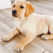 Aïko a rejoint le concours — aidez-le/la à gagner de superbes lots ! puppy, dog, golden_retriever, floor, wooden_floor, indoor, pet, animal, cute, laying_down, young_dog, fur, paws, ears, nose, whiskers, domestic_animal, canine, house, adorable