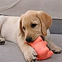 Aïko participe au concours pour gagner de l'argent avec cette photo : puppy, dog, golden_retriever, toy, pink_toy, couch, indoor, pet, cute, lying_down, chewing, soft_surface, animal, young_dog, playful, domestic_animal, relaxed, furry, adorable, snout
