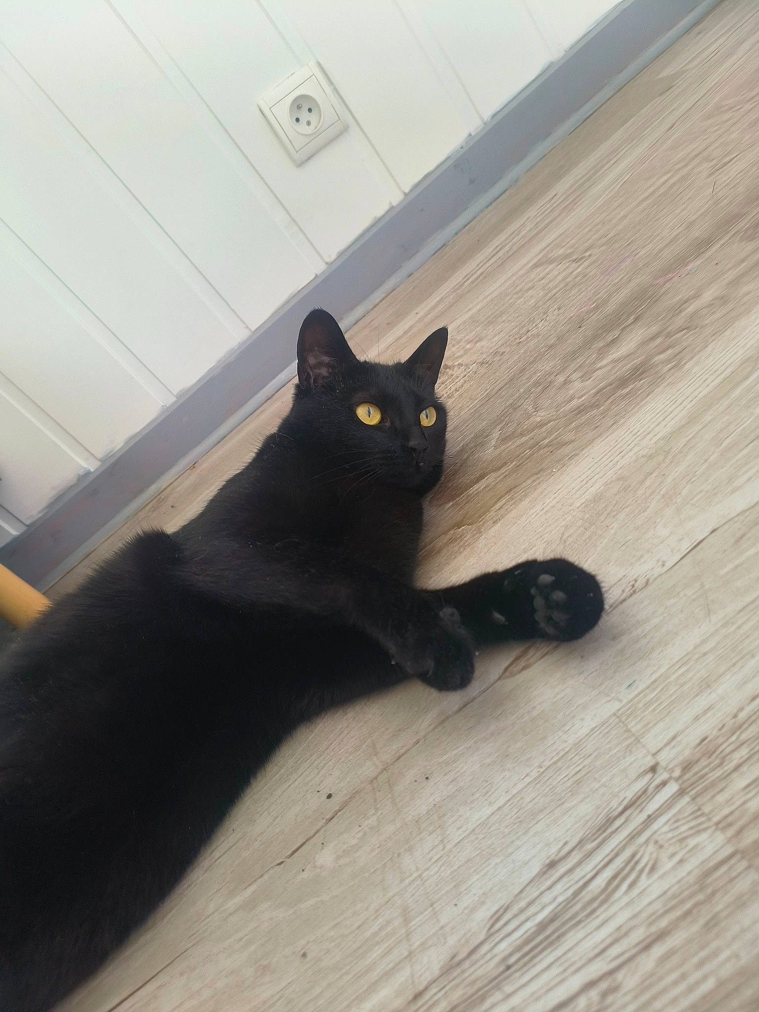 Sokette participe au concours pour gagner de l'argent avec cette photo : black_cat, carnivore, cat, comfort, domestic_short_haired_cat, felidae, floor, flooring, fur, grey, hardwood, human_leg, paw, small_to_medium_sized_cats, snout, tail, tints_and_shades, whiskers, wood, wood_stain