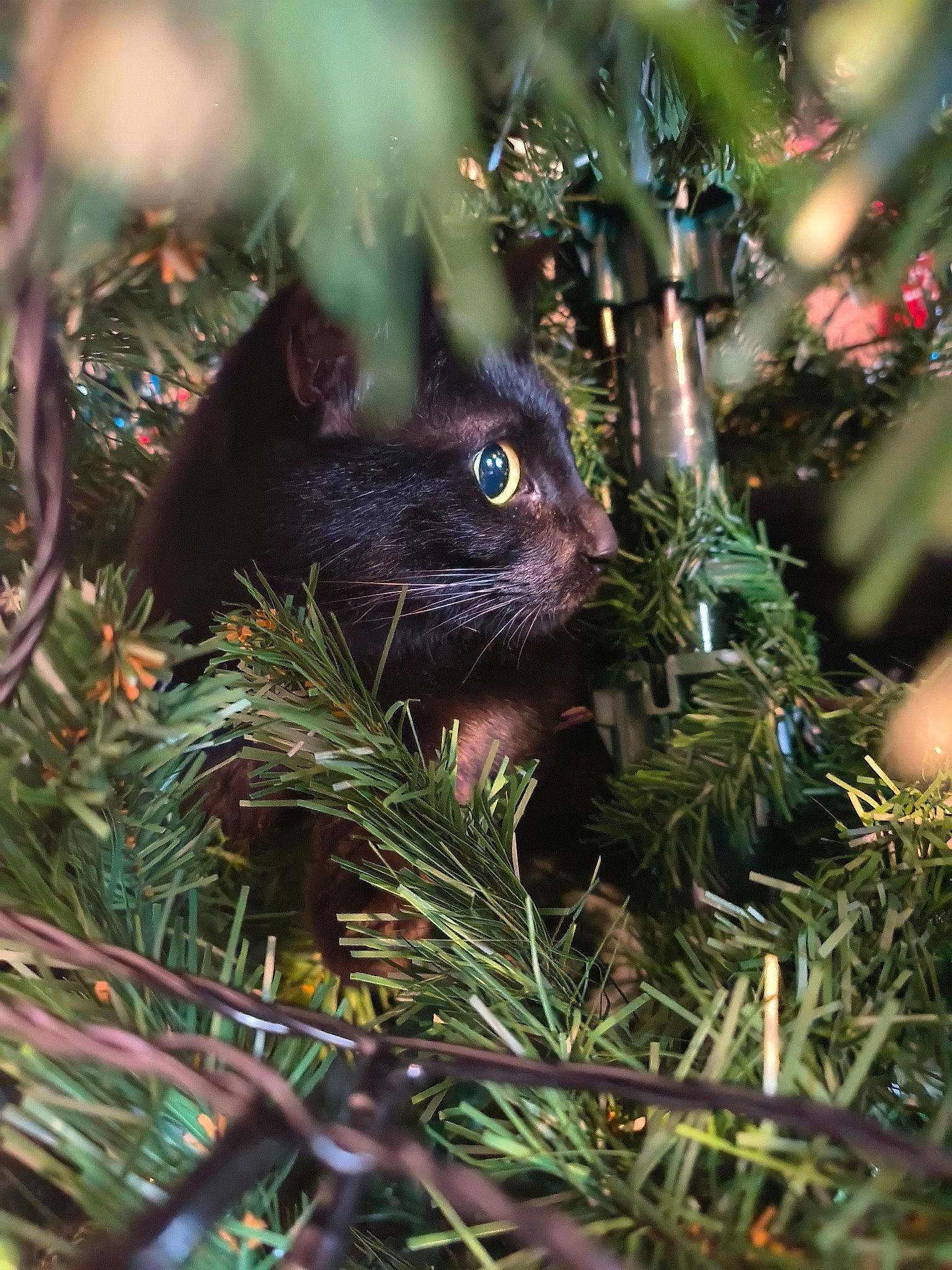Sokette participe au concours pour gagner de l'argent avec cette photo : botany, carnivore, cat, christmas_ornament, close_up, evergreen, felidae, grass, iris, leaf, organism, ornament, plant, small_to_medium_sized_cats, snout, terrestrial_plant, tree, twig, whiskers, woody_plant