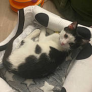 Dominio joined the competition — help win amazing prizes! cat, black_and_white, pet_bed, star_pattern, toy, orange, ball, indoor, floor, curious, feline, relaxed, cozy, blanket, animal, domestic, fur, looking, playful, cable