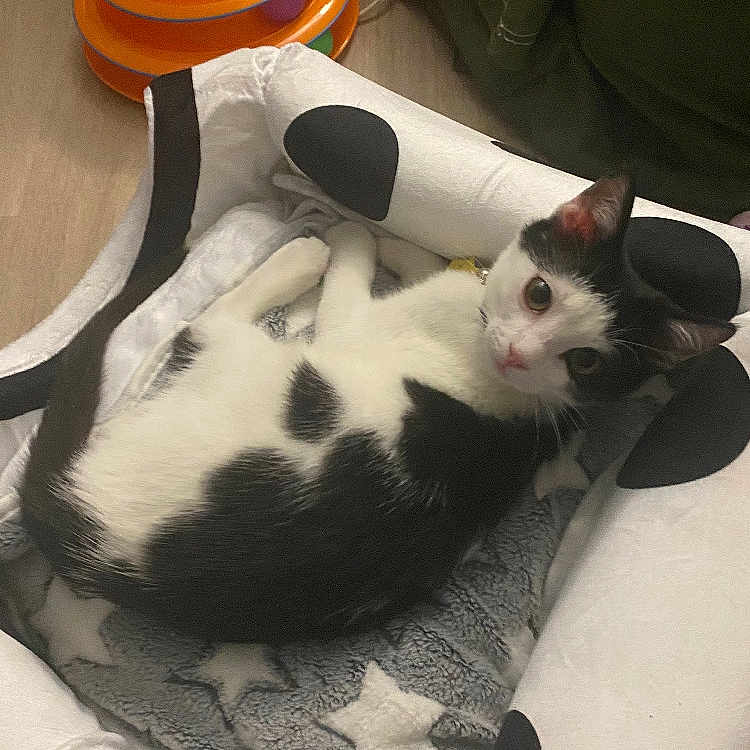 Dominio joined the competition — help win amazing prizes! animal, ball, black_and_white, blanket, cable, cat, cozy, curious, domestic, feline, floor, fur, indoor, looking, orange, pet_bed, playful, relaxed, star_pattern, toy