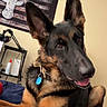 dog, german_shepherd, bed, indoor, pet, ears, collar, tag, flag, deer_silhouette, headphones, desk, bottle, wall, blue_bedspread, tongue_out, relaxed, animal, cute, house