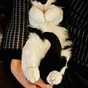 Puddy joined the competition — help win amazing prizes! cat, black_and_white, fluffy, paws, lap, person, hand, cozy, cute, resting, sleepy, indoor, pet, fur, patterned_clothing, animal, relaxed, domestic_cat, snuggled, comfort