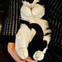 cat, black_and_white, fluffy, paws, lap, person, hand, cozy, cute, resting, sleepy, indoor, pet, fur, patterned_clothing, animal, relaxed, domestic_cat, snuggled, comfort