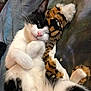 Puddy joined the competition — help win amazing prizes! cat, black_and_white, feline, plush_toy, tiger_stripes, sleeping, relaxed, cozy, indoor, blanket, soft, cute, pet, whiskers, paws, fur, resting, animal, snuggling, napping