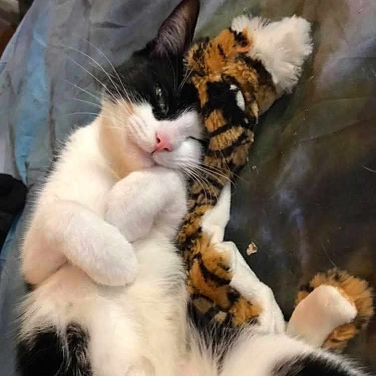 Puddy joined the competition — help win amazing prizes! animal, black_and_white, blanket, cat, cozy, cute, feline, fur, indoor, napping, paws, pet, plush_toy, relaxed, resting, sleeping, snuggling, soft, tiger_stripes, whiskers