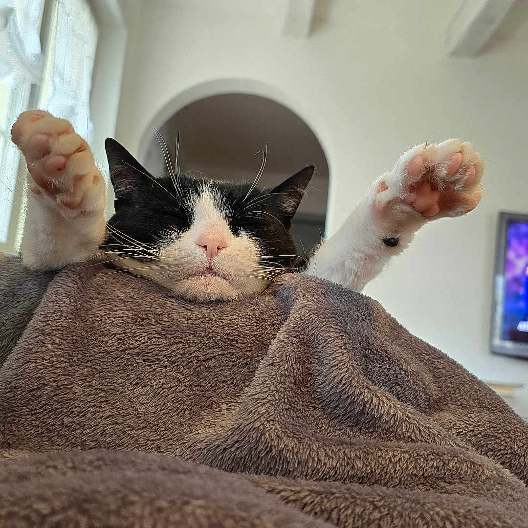 Solène Munch a rejoint le concours — aidez-le/la à gagner de superbes lots ! arched_doorway, black_and_white_cat, blanket, cat, cozy, cute, domestic_cat, fluffy, fur, home, indoor, paws, pet, pink_nose, relaxing, resting, sleeping_cat, soft_texture, whiskers, window