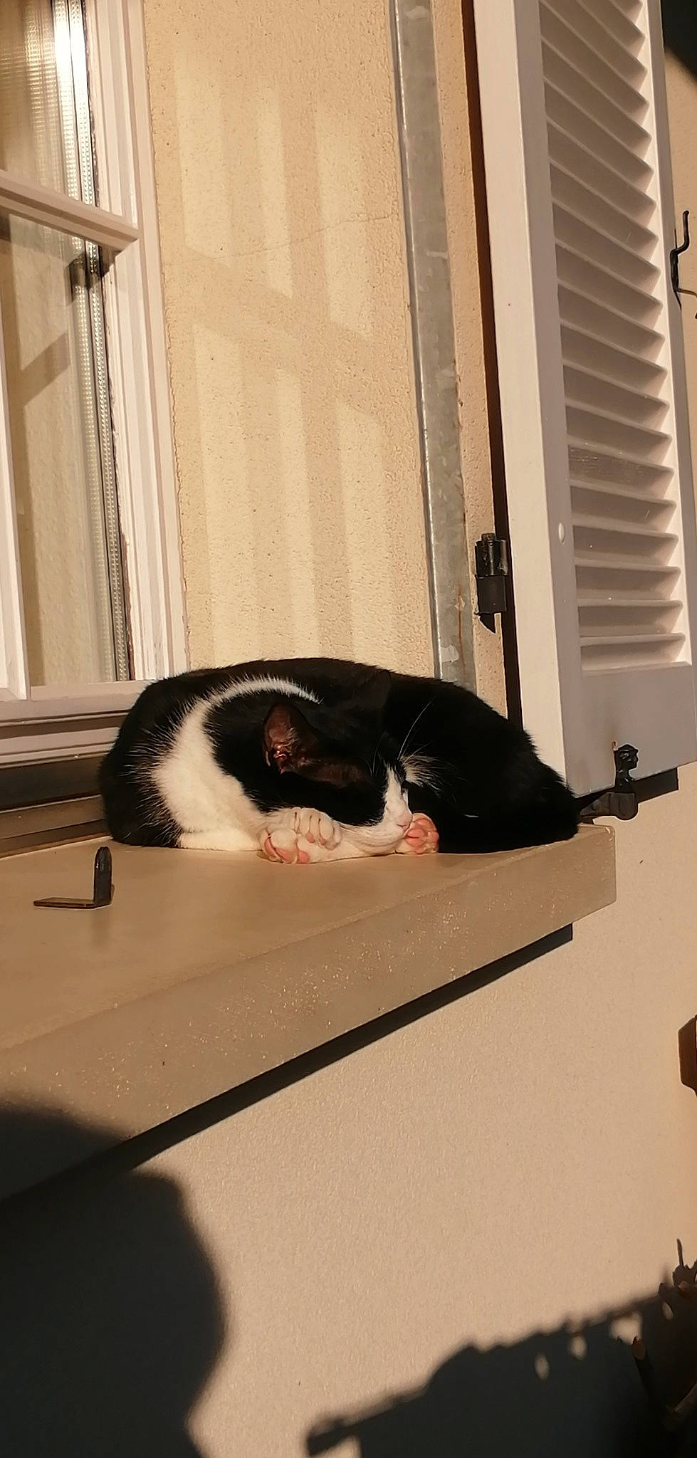 London a rejoint le concours — aidez-le/la à gagner de superbes lots ! carnivore, cat, curtain, felidae, fur, interior_design, shadow, small_to_medium_sized_cats, snout, tail, vertebrate, whiskers, window_blind, window_covering, window_treatment