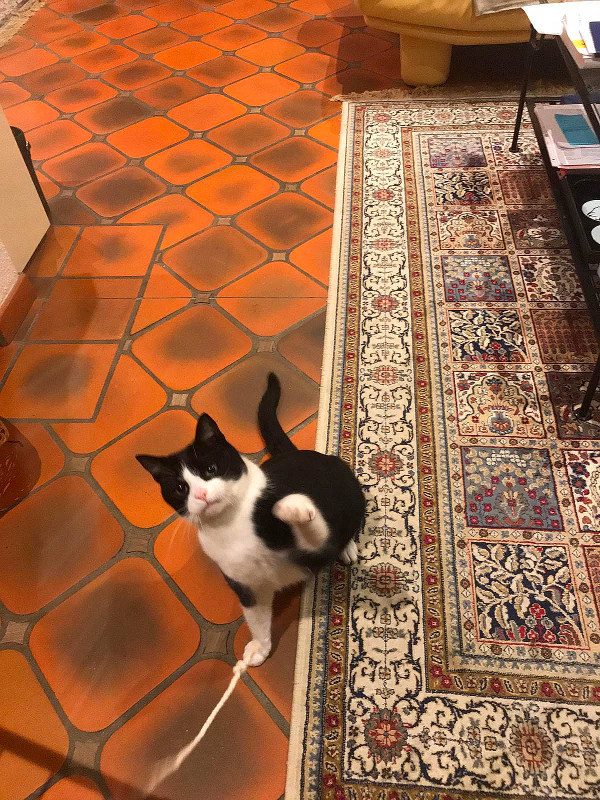 London participe au concours pour gagner de l'argent avec cette photo : carnivore, carpet, cat, cobblestone, felidae, flagstone, floor, flooring, fur, laminate_flooring, mat, rug, small_to_medium_sized_cats, square, tail, tile, tile_flooring, whiskers, wood_flooring