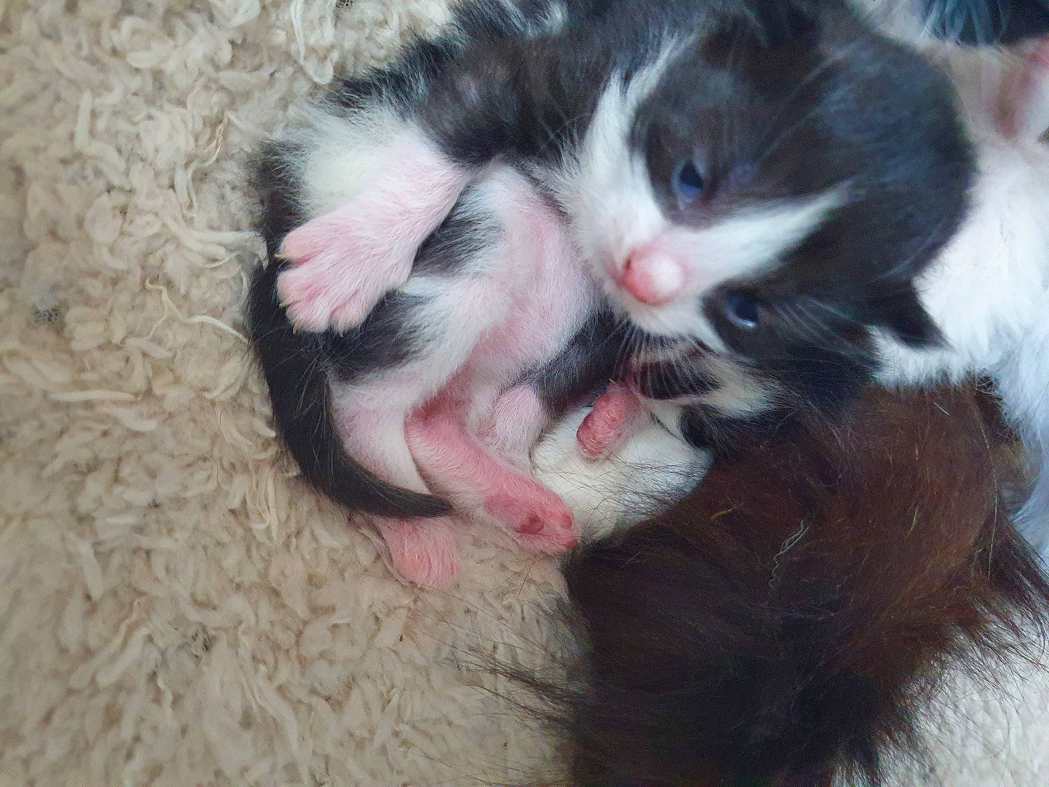 Figaro participe au concours pour gagner de l'argent avec cette photo : carnivore, cat, claw, domestic_long_haired_cat, fawn, felidae, fur, kitten, mammal, norwegian_forest_cat, paw, polydactyl_cat, small_to_medium_sized_cats, snout, tail, vertebrate, whiskers