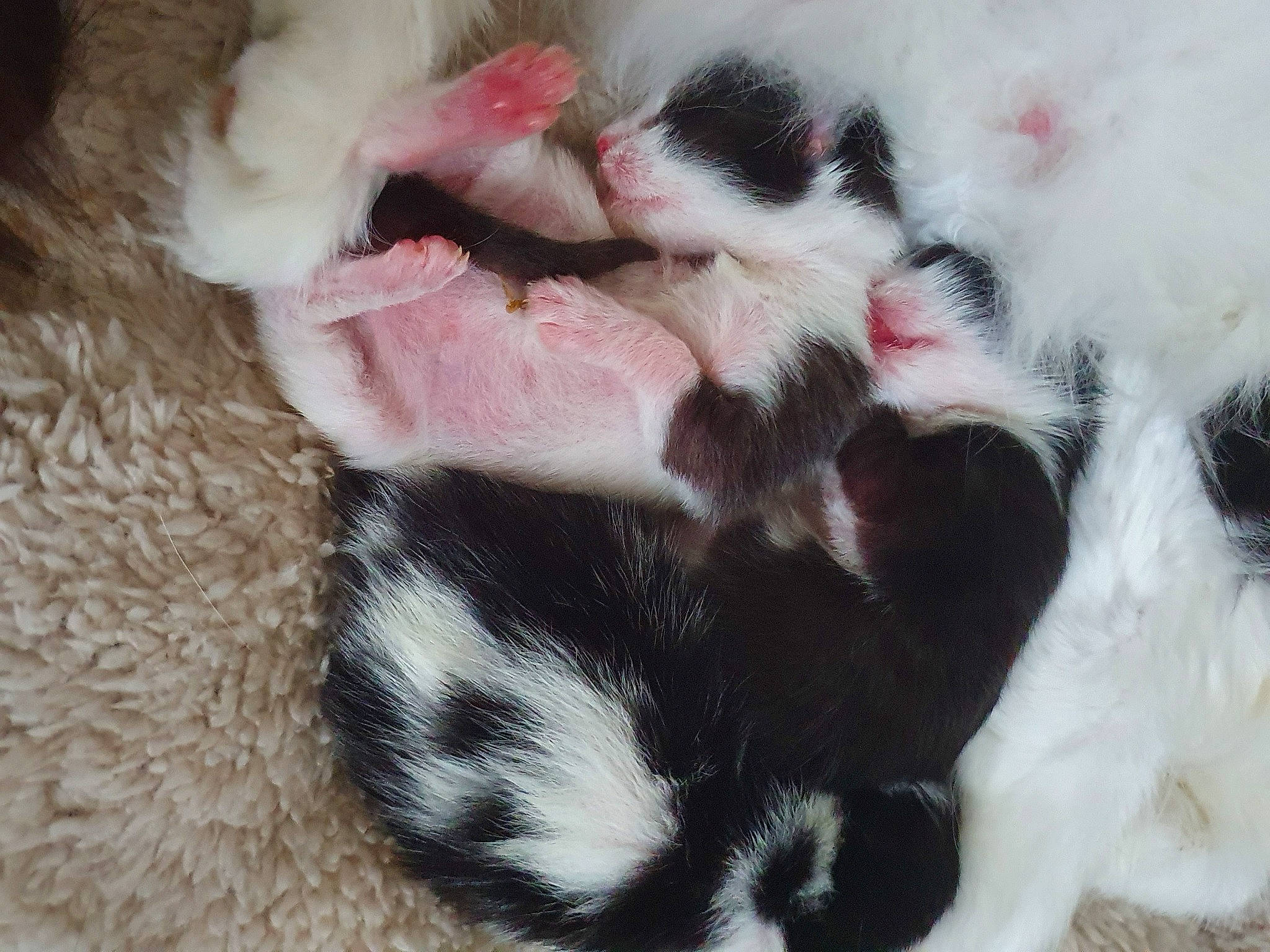 Mina participe au concours pour gagner de l'argent avec cette photo : canidae, carnivore, cat, claw, dog, dog_breed, ear, fawn, felidae, fur, kitten, landseer, paw, polydactyl_cat, puppy, small_to_medium_sized_cats, tail