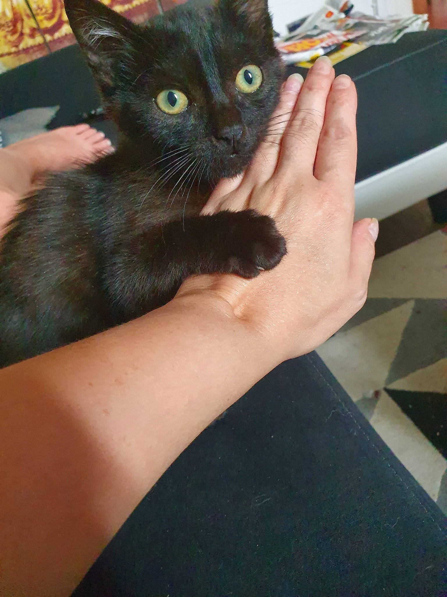 Mystick participe au concours pour gagner de l'argent avec cette photo : asian, black_cat, bombay, burmese, carnivore, cat, domestic_short_haired_cat, felidae, german_rex, havana_brown, javanese, kitten, korat, mammal, oriental_shorthair, polydactyl_cat, russian_blue, small_to_medium_sized_cats, vertebrate, whiskers