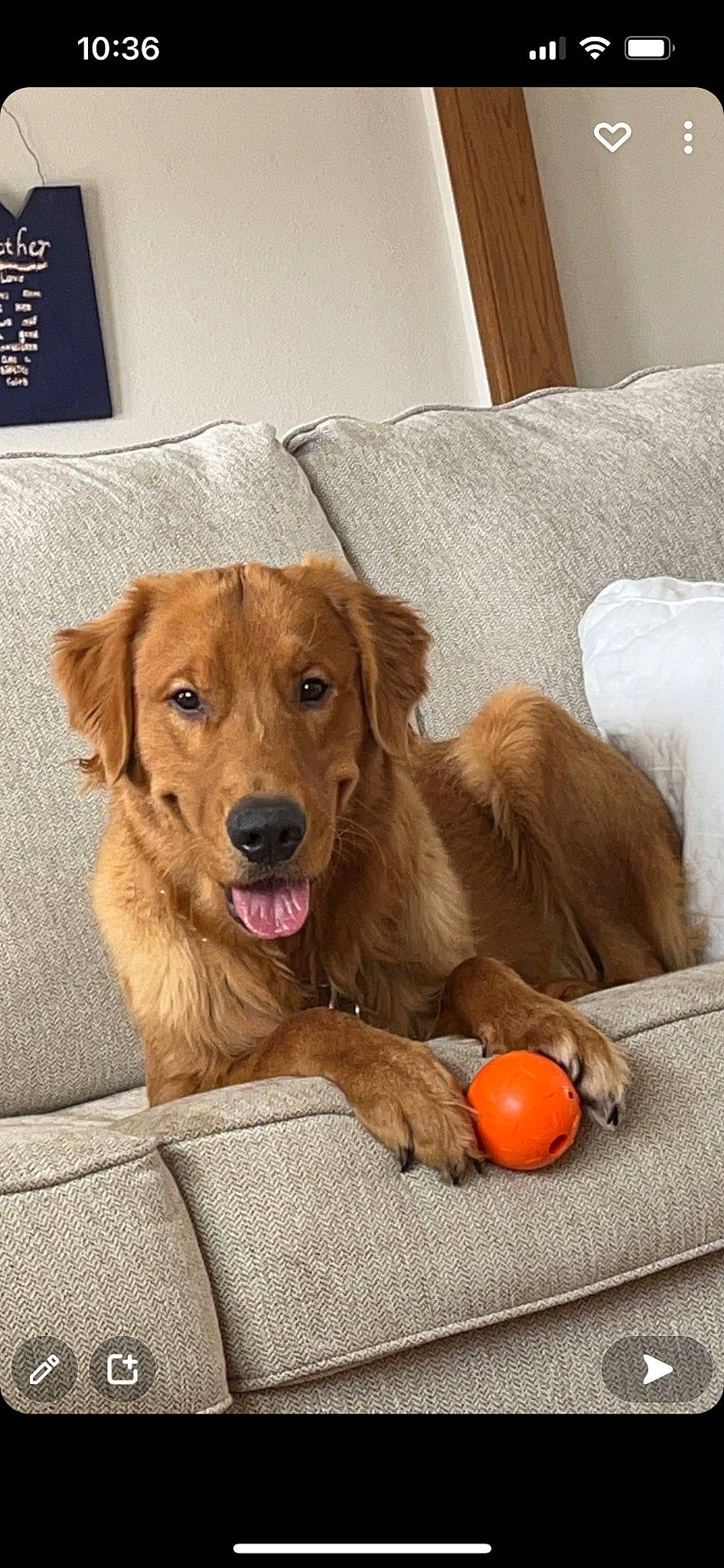 Auggie is registered to the contest to win money with this photo: ball, canidae, carnivore, citrus, comfort, companion_dog, dog, dog_breed, dog_supply, fawn, flooring, gun_dog, liver, paw, rangpur, snout, sporting_group, tangerine, wood, working_animal