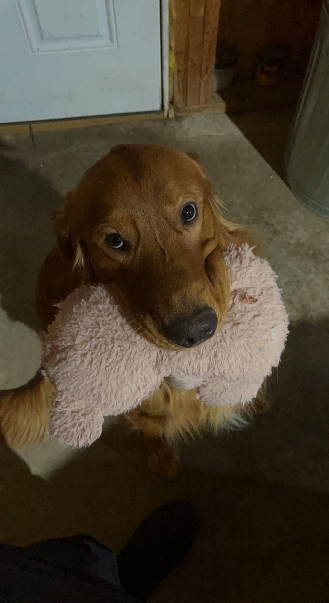 Auggie joined the competition — help win amazing prizes! canidae, carnivore, collar, companion_dog, dog, dog_breed, ear, eye, fawn, fur, hardwood, liver, pet_supply, puppy, snout, sporting_group, whiskers, wood, working_animal