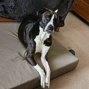 Bella is registered to the contest to win money with this photo: bed, black_and_white, blanket, carpet, dog, ears, eyes, furniture, indoor, looking_up, mattress, paws, pet, pitbull_type, portrait, relaxed, resting, tongue_out, white_chest, wooden_drawer