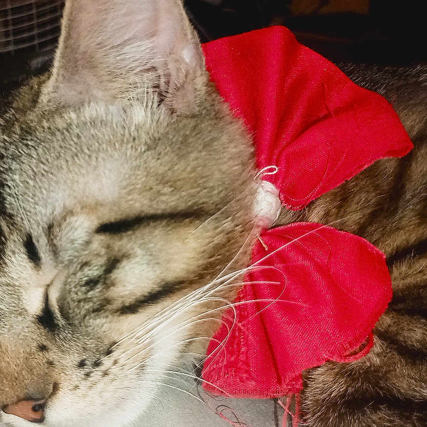 Boots joined the competition — help win amazing prizes! adorable, animal, cat, closeup, cozy, cute, domestic_cat, face, feline, fur, indoor, mammal, nap, pet, red_bow, relaxed, resting, sleeping, tabby, whiskers