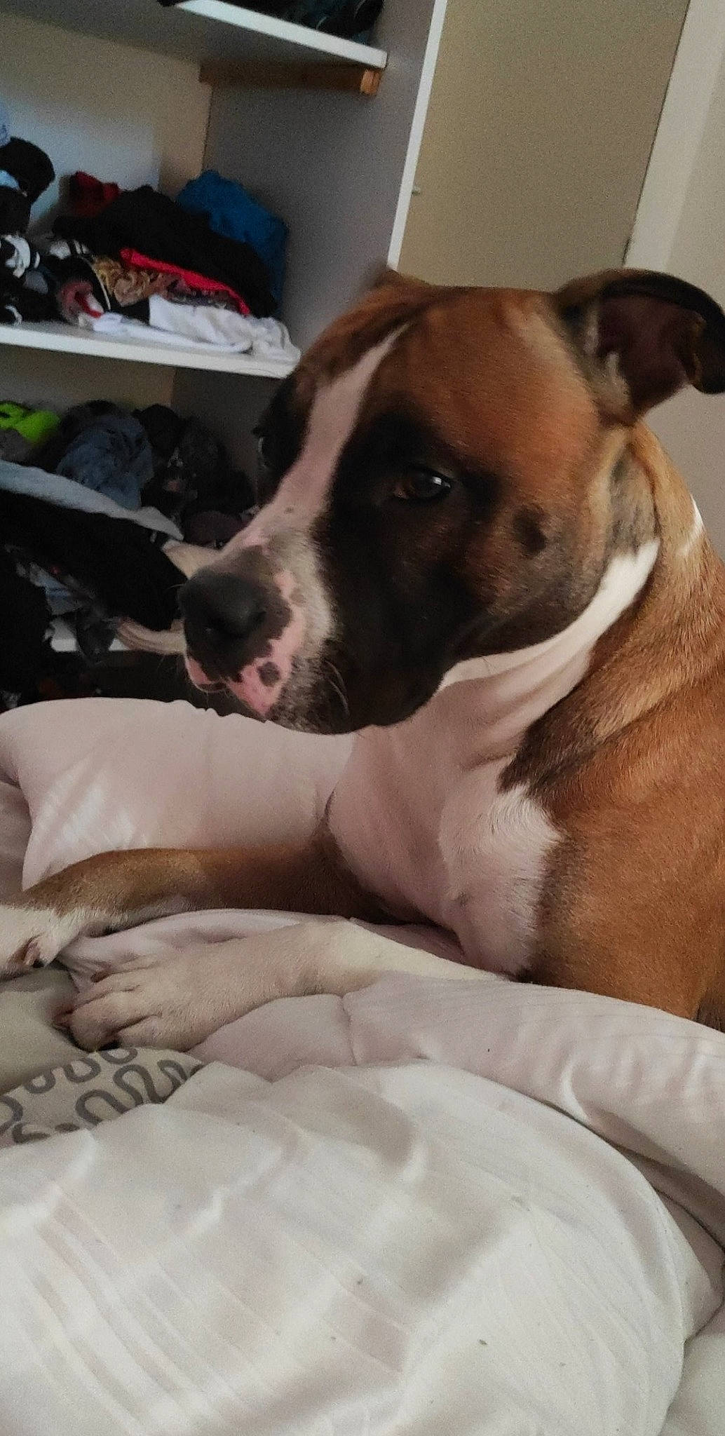 Tyron a rejoint le concours — aidez-le/la à gagner de superbes lots ! american_bulldog, boxer, canidae, carnivore, companion_dog, dog, dog_breed, ear, fawn, mammal, non_sporting_group, olde_english_bulldogge, pit_bull, puppy_love, snout, valley_bulldog, vertebrate