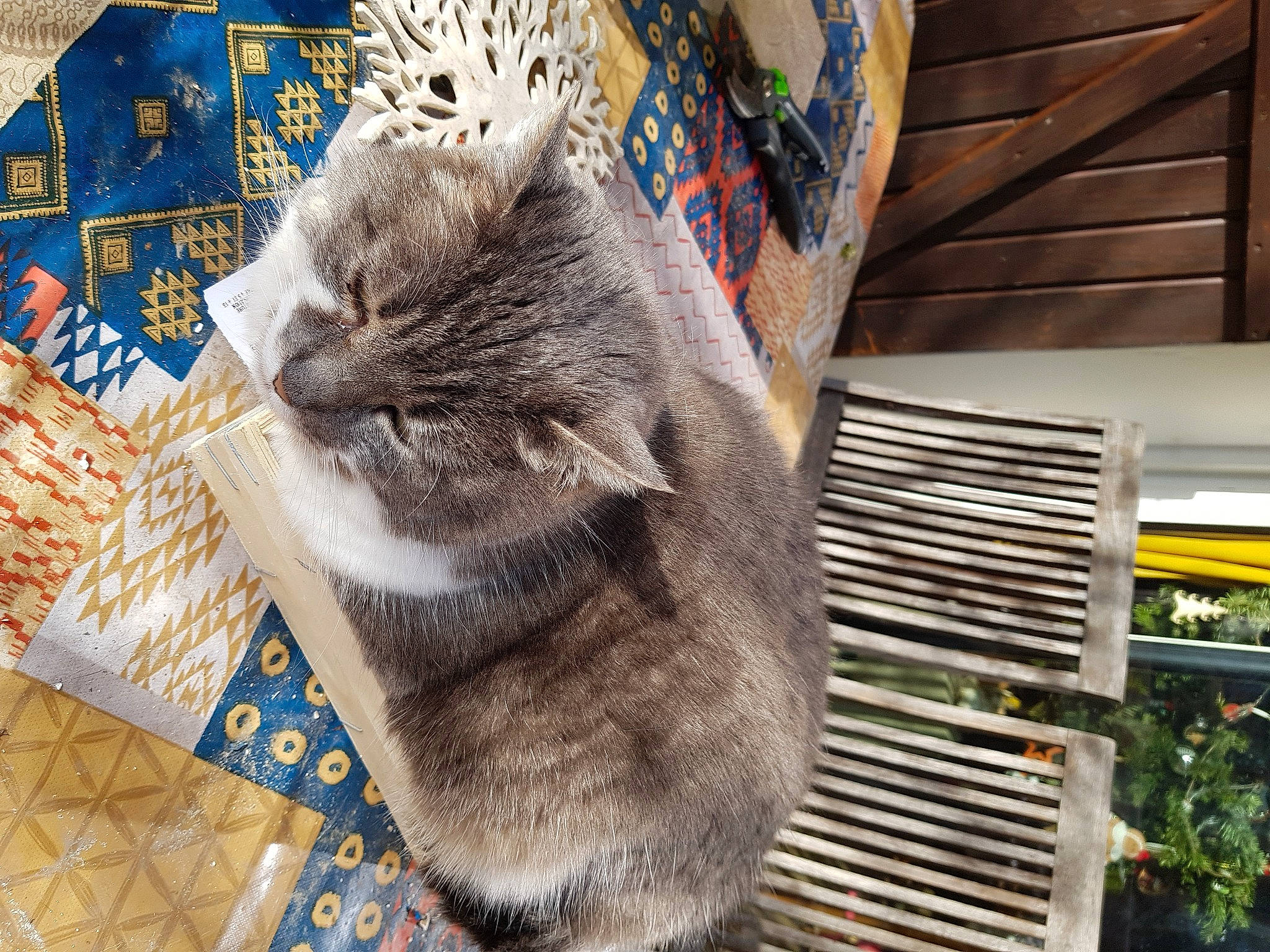 Apple participe au concours pour gagner de l'argent avec cette photo : carnivore, cat, cat_supply, claw, domestic_short_haired_cat, felidae, flooring, fur, mammal, pattern, plant, small_to_medium_sized_cats, snout, tail, vertebrate, whiskers, wood