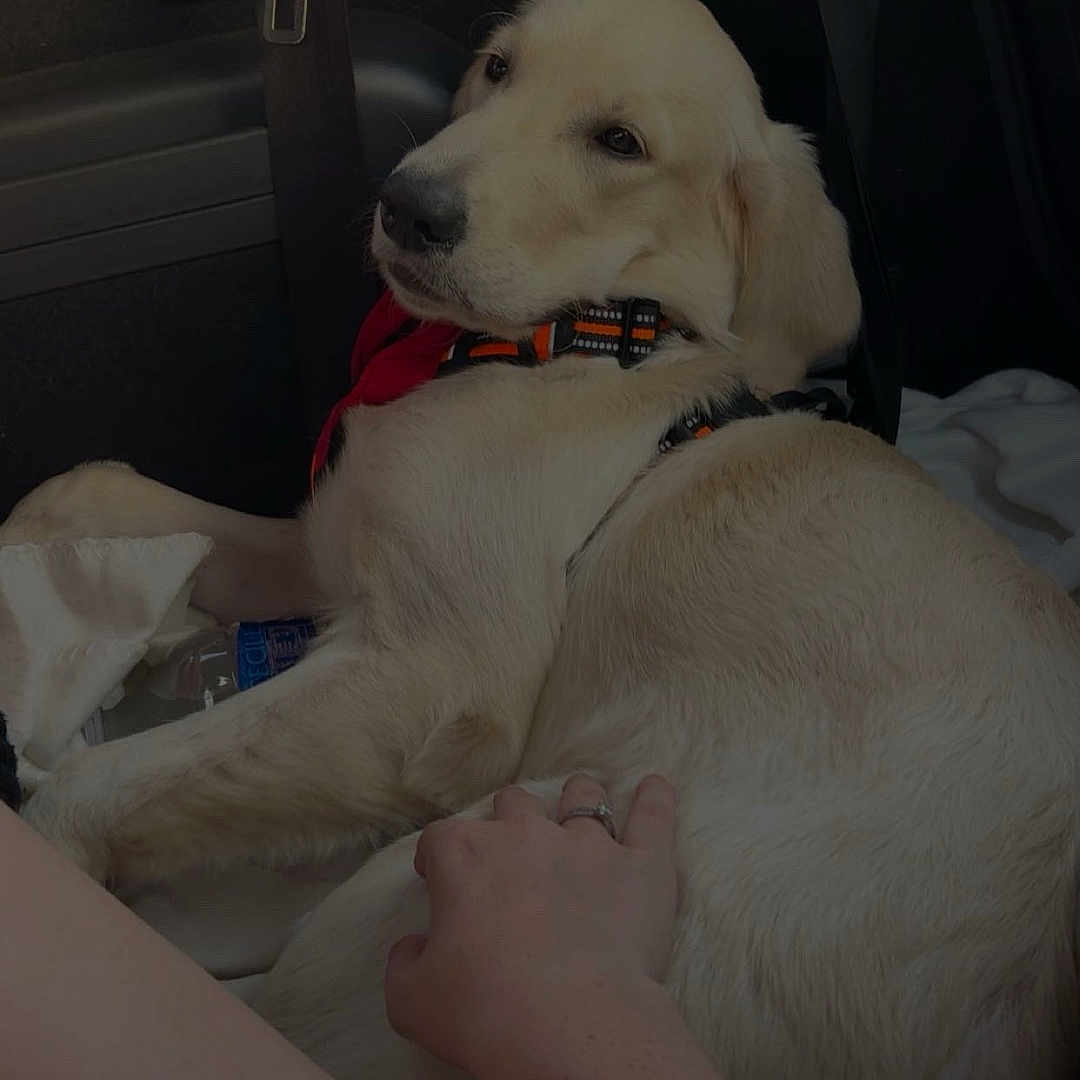 Athena a rejoint le concours — aidez-le/la à gagner de superbes lots ! animal, backseat, canine, car_interior, casual, collar, comfort, dog, domestic_animal, hand, human_interaction, leisure, person, pet, relaxation, resting, seat, seatbelt, travel, white_fur