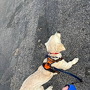 Athena a rejoint le concours — aidez-le/la à gagner de superbes lots ! dog, puppy, golden_retriever, harness, leash, person, hand, pavement, street, walking, outdoor, pet, canine, animal, side_view, daylight, active, young_dog, road, casual
