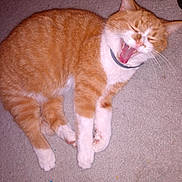 Marvel is registered to the contest to win money with this photo: animal, carpet, cat, collar, cute, domestic_cat, feline, fluffy, funny_face, indoor, lying_down, orange_cat, pet, relaxed, sleepy, teeth, tongue, whiskers, white_paws, yawning