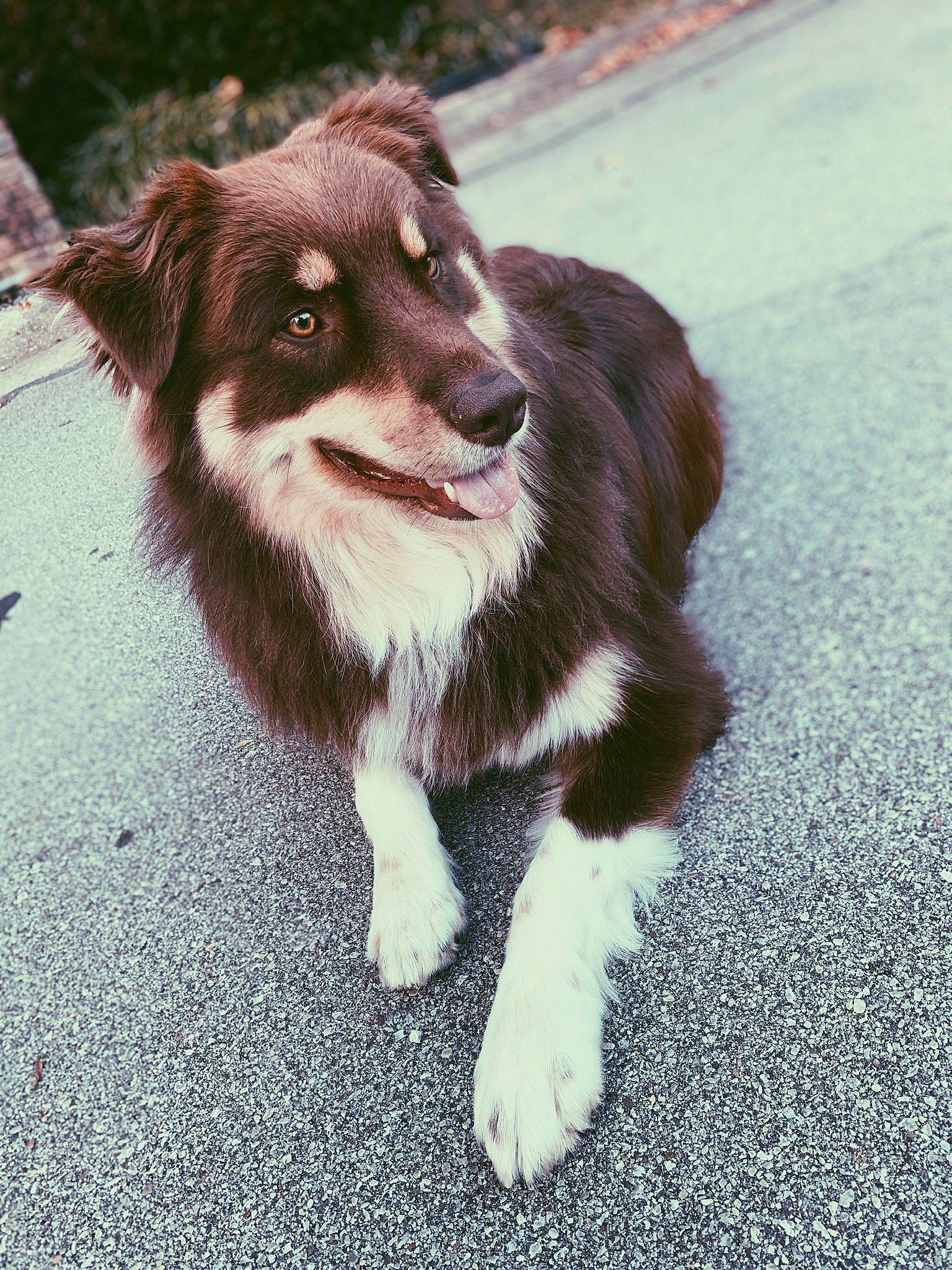 Buddy joined the competition — help win amazing prizes! ancient_dog_breeds, australian_collie, canidae, carnivore, companion_dog, dog, dog_breed, fur, herding_dog, liver, mammal, shadow, sled_dog, snout, sporting_group, whiskers, working_animal, working_dog