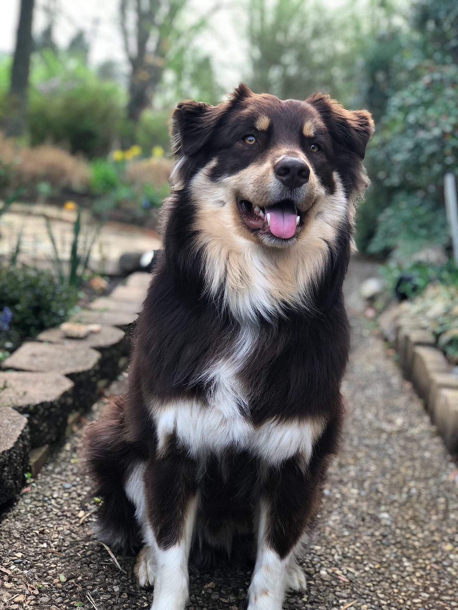 Buddy joined the competition — help win amazing prizes! canidae, carnivore, companion_dog, dog, dog_breed, fur, guard_dog, herding_dog, snout, sporting_group, tongue, tooth, whiskers, working_animal, working_dog