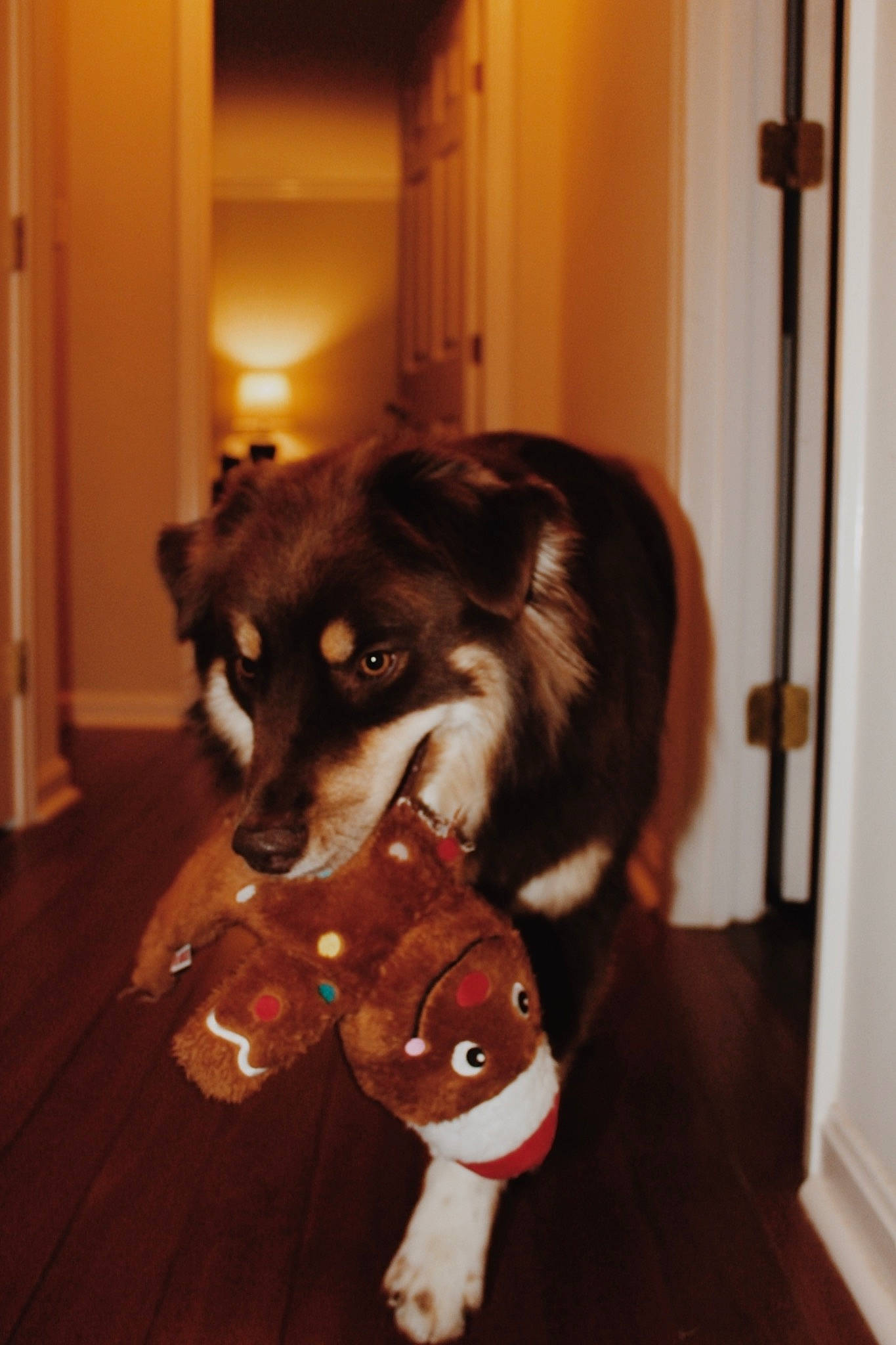 Buddy is registered to the contest to win money with this photo: carnivore, companion_dog, dog, dog_breed, door, fixture, floor, flooring, fur, hardwood, laminate_flooring, liver, mammal, snout, sporting_group, terrestrial_animal, vertebrate, wood_flooring, wood_stain, working_animal