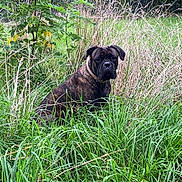 Vagabond participe au concours pour gagner de l'argent avec cette photo : animal, brindle, canine, collar, daylight, dog, ears, fence, field, fur, grass, greenery, nature, outdoor, plant, portrait, sitting, stoic, summer, wild_grass